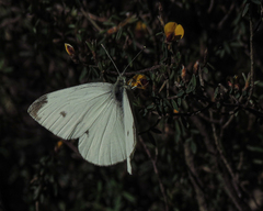 Pieris rapae rapae
