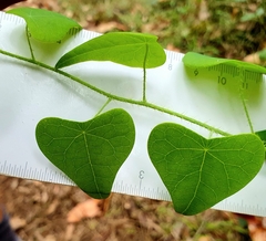 Echinostephia aculeata