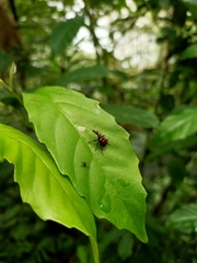 Paratrachelophorus nodicornis