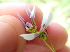Sisyrinchium