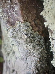 Punctelia graminicola