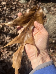 Polystepha pustuloides