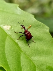 Paratrachelophorus nodicornis