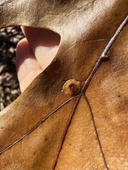 Polystepha pustuloides