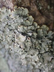 Punctelia graminicola