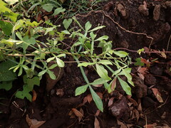Crescentia alata