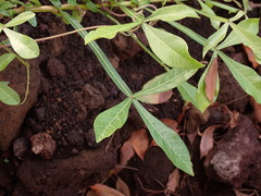 Crescentia alata