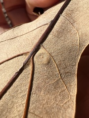 Polystepha pustuloides