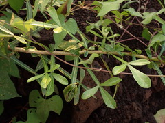 Crescentia alata