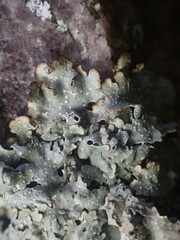 Punctelia graminicola