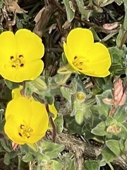 Camissoniopsis cheiranthifolia