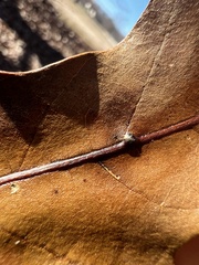 Macrodiplosis majalis