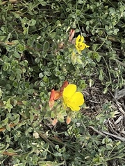 Camissoniopsis cheiranthifolia