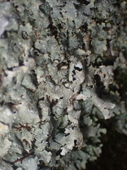 Punctelia graminicola