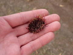 Nephelium