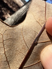 Macrodiplosis majalis