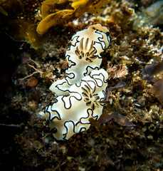 Doriprismatica atromarginata