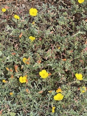 Camissoniopsis cheiranthifolia