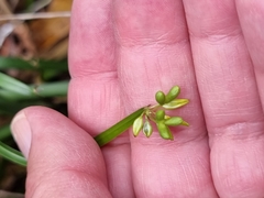 Tricoryne anceps