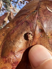 Polystepha symmetrica