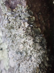 Punctelia graminicola