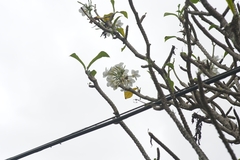 Plumeria pudica