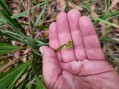 Tricoryne anceps