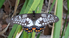 Papilio anactus