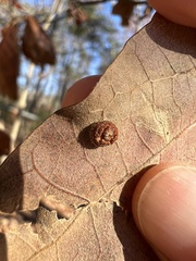 Polystepha symmetrica