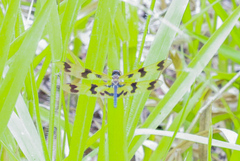 Rhyothemis graphiptera