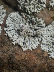 Physcia biziana