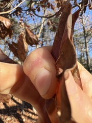 Polystepha symmetrica