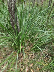Tricoryne anceps