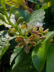 Epidendrum stamfordianum