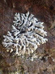 Physcia biziana