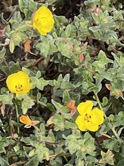 Camissoniopsis cheiranthifolia