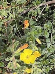 Camissoniopsis cheiranthifolia