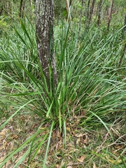 Tricoryne anceps