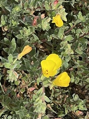 Camissoniopsis cheiranthifolia