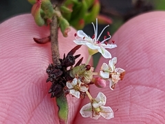 Eriogonum fasciculatum