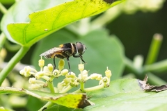 Palpada pusilla