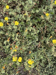 Camissoniopsis cheiranthifolia