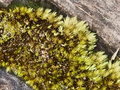 Campylopus introflexus