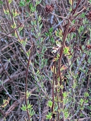 Eriogonum fasciculatum