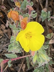 Camissoniopsis cheiranthifolia