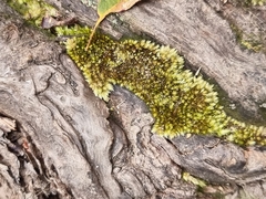 Campylopus introflexus