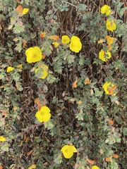 Camissoniopsis cheiranthifolia