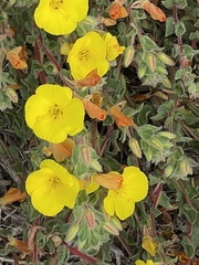 Camissoniopsis cheiranthifolia