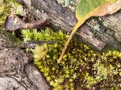 Campylopus introflexus