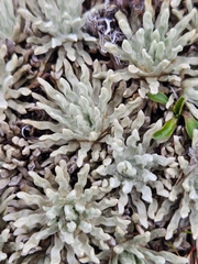 Celmisia sessiliflora